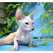 Hairless- Sphynx Kittens for new homes